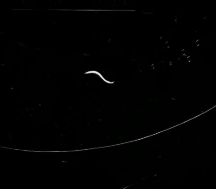 In vivo studies with C. elegans